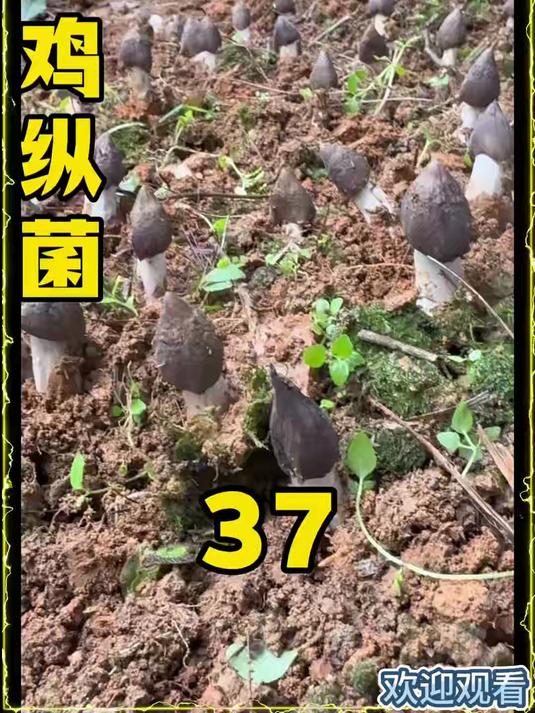 户外发现一大片黑皮鸡枞菌,这下有口福了