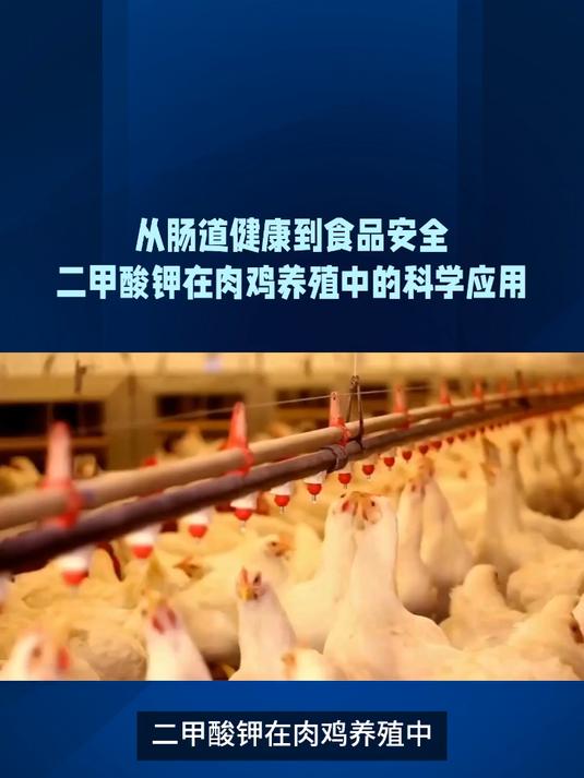 肉鸡肠道保护与促生长:二甲酸钾使用要点