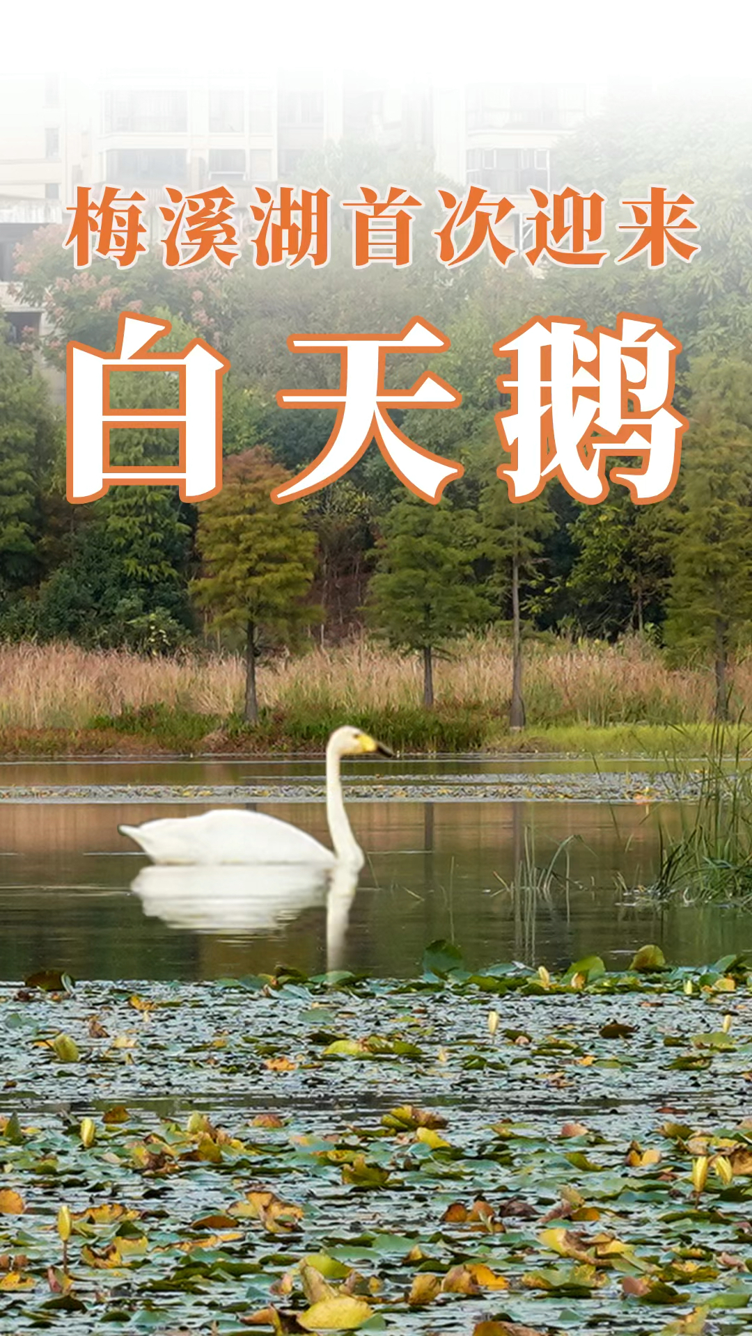 西伯利亚小天鹅来长沙梅溪湖过冬啦!