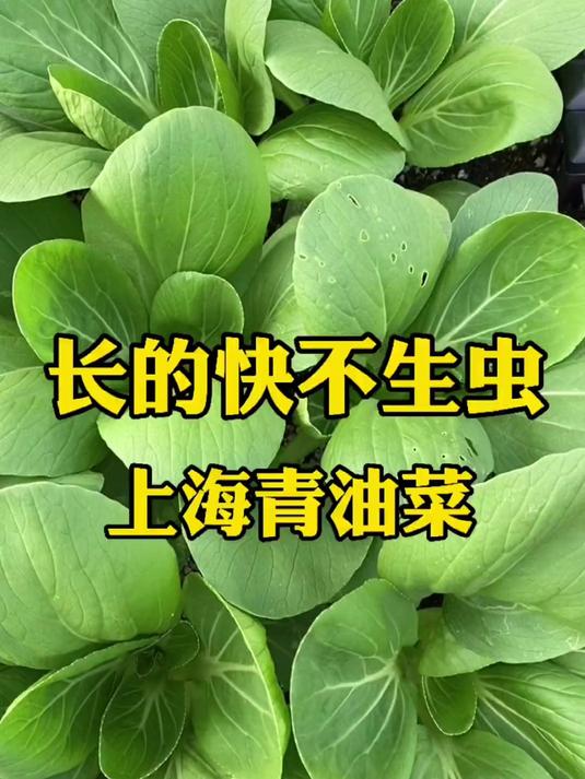长的快,口感好,就是这个小油菜!