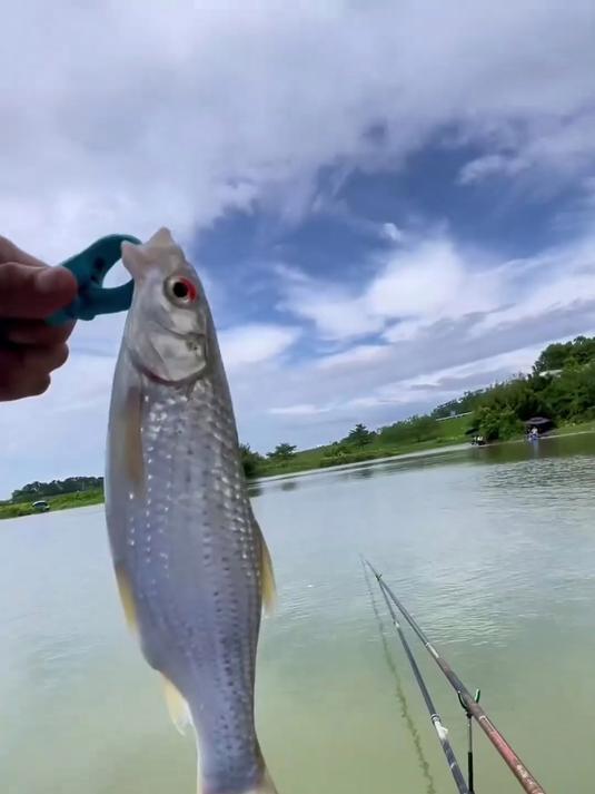 野钓巨物13期鳡鱼红眼拖竿，野钓惊喜与惊吓并存，今天情绪价拉满