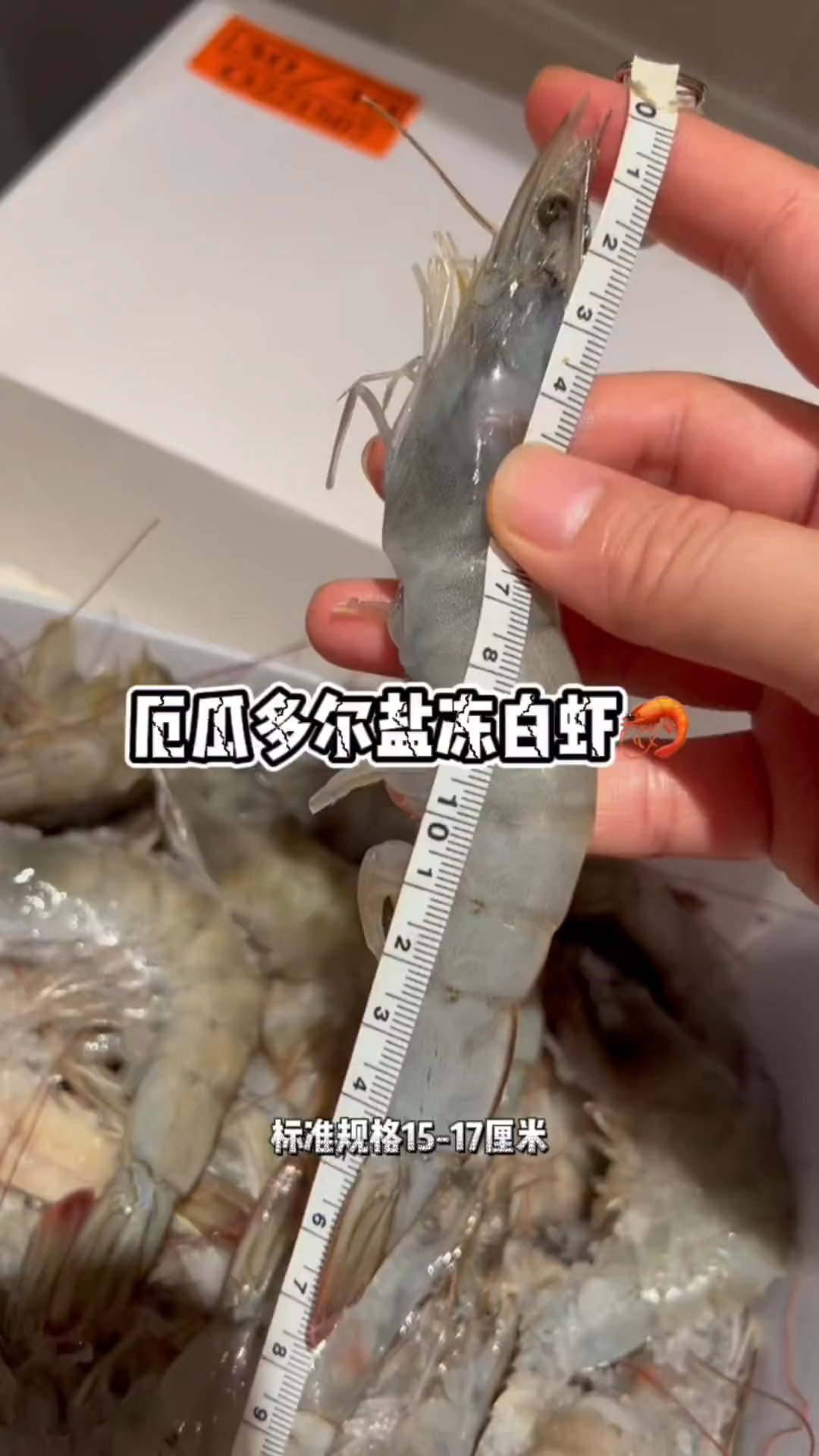 南美厄瓜多尔大虾