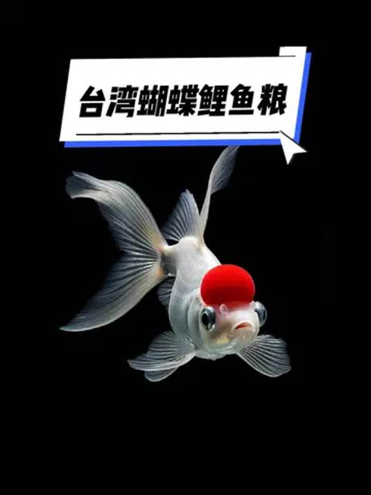 养蝴蝶鲤别瞎喂!这款鱼粮营养高蛋白,必选!