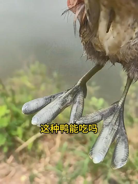 带你认识20种不同鸭