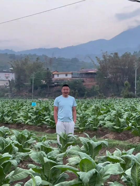 我不说你们还以为是厚皮菜