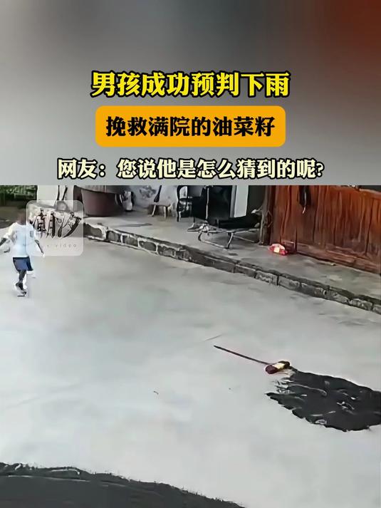 男孩成功预判下雨,挽救满院的油菜籽