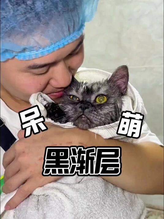黑渐层猫咪你们见过吗?长得黑不溜秋的!