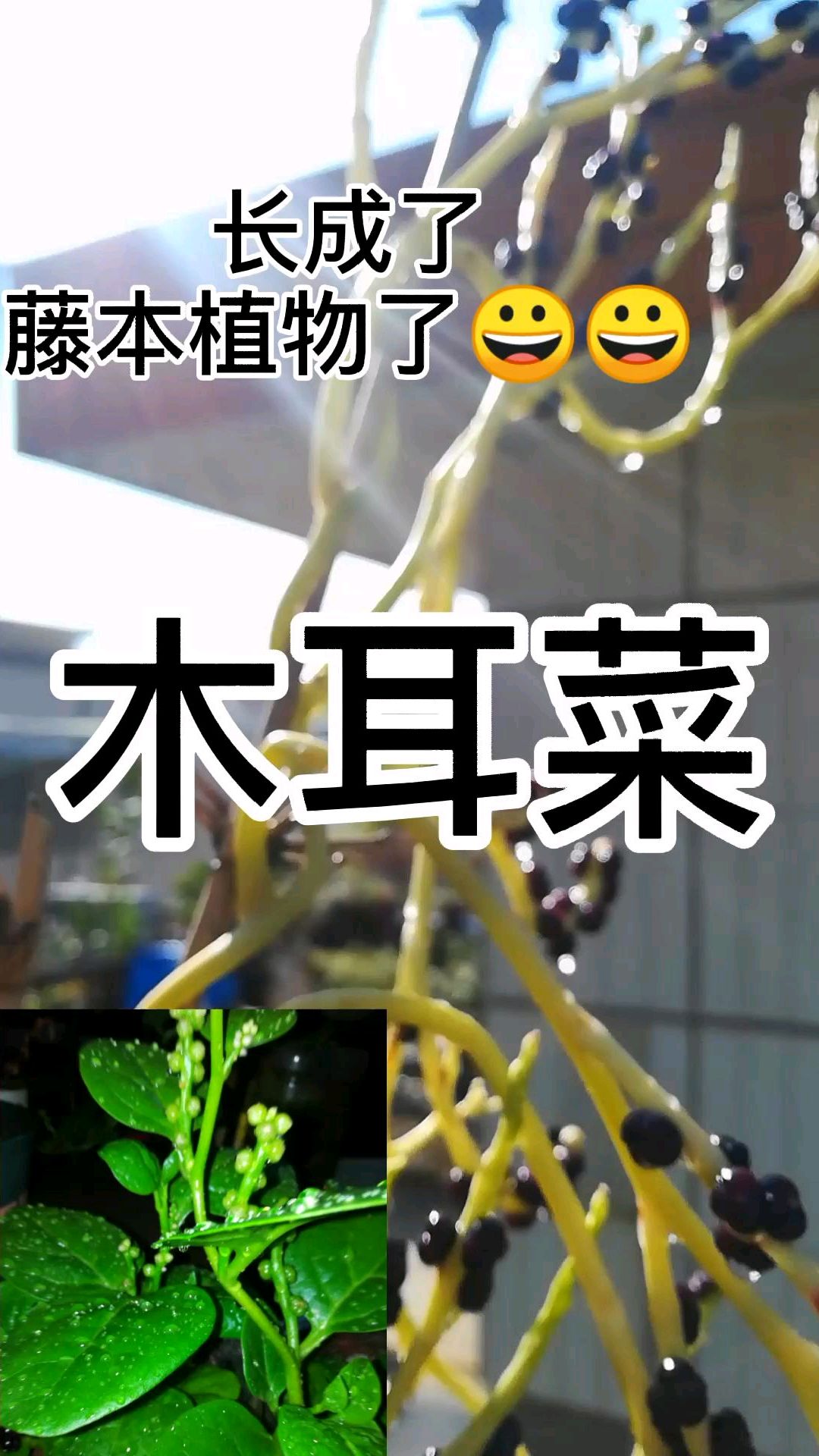 好吃的木耳菜,长成了二三米高的藤本植物,还结满了果子