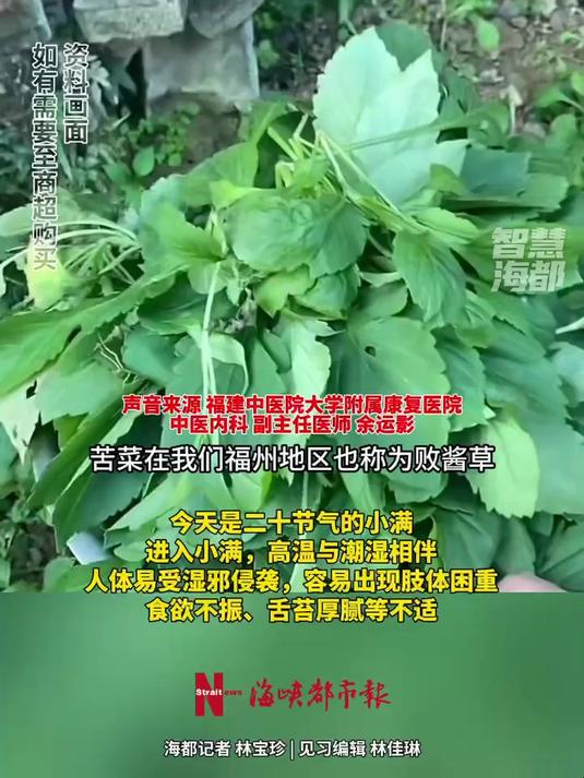 小满首推“食苦”时令野菜苦菜,专家提醒:苦菜偏凉,可与生姜一起烹饪食用 小满 苦菜 野菜
