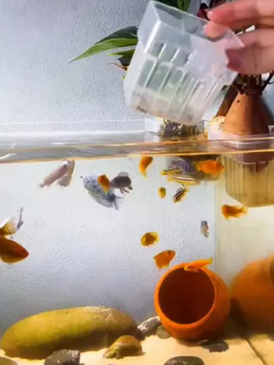 鱼缸挂式水培篮,让鱼花共生,养花养鱼超轻松