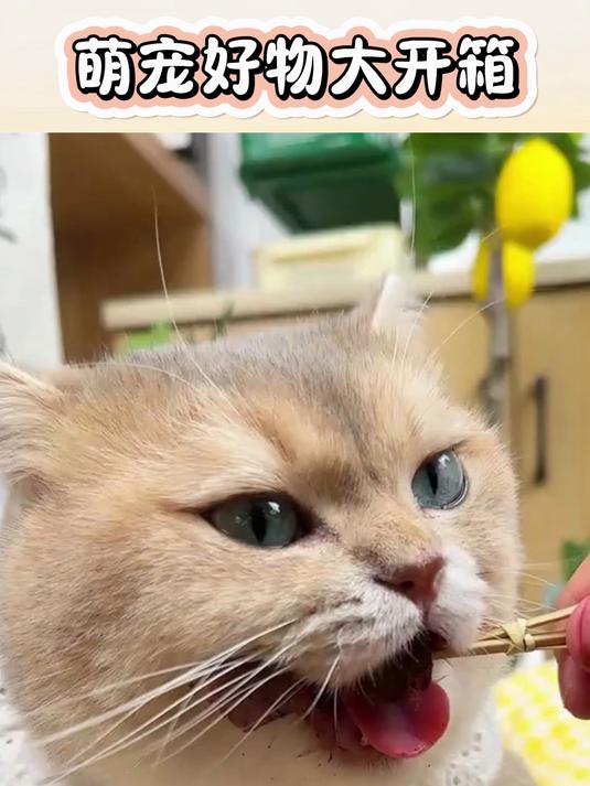 滋养皮毛,猫生鱼油猫条,宠物界的美容圣品!♀