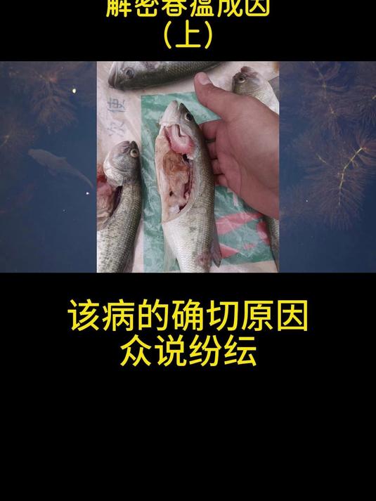 2年107份淡水鱼血液分析报告解密春瘟根本成因(上)