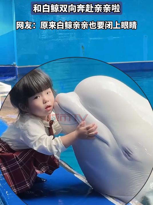2岁宝宝与鲸鱼的人生体验,网友:原来白鲸亲亲也要闭上眼睛