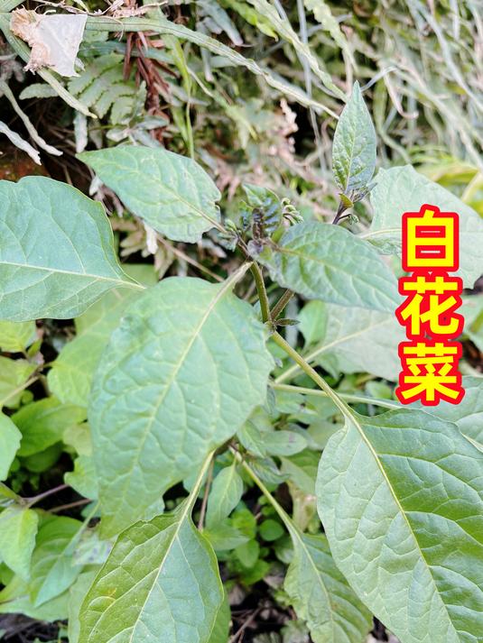 农村常见的白花菜,它的嫩叶可当作野菜吃,你家乡有吗