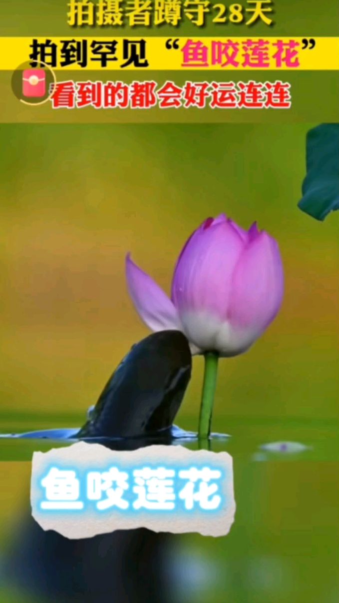 罕见鱼咬莲花