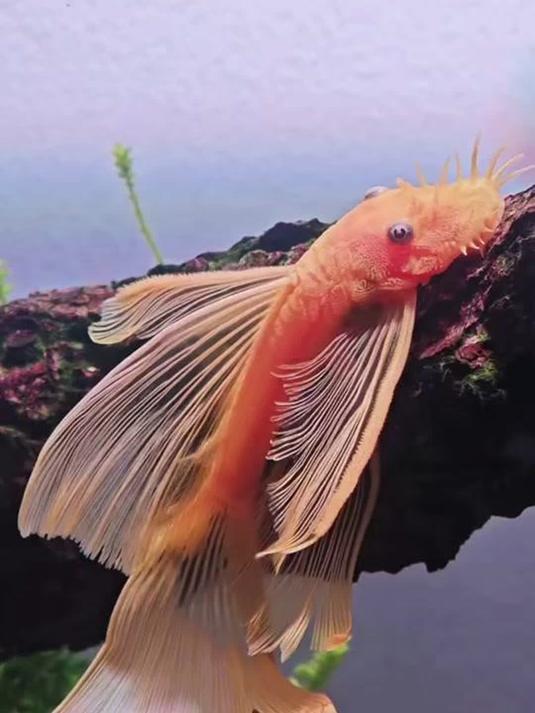 观赏鱼白点病咋治?水族爱好者必知的有效疗法!