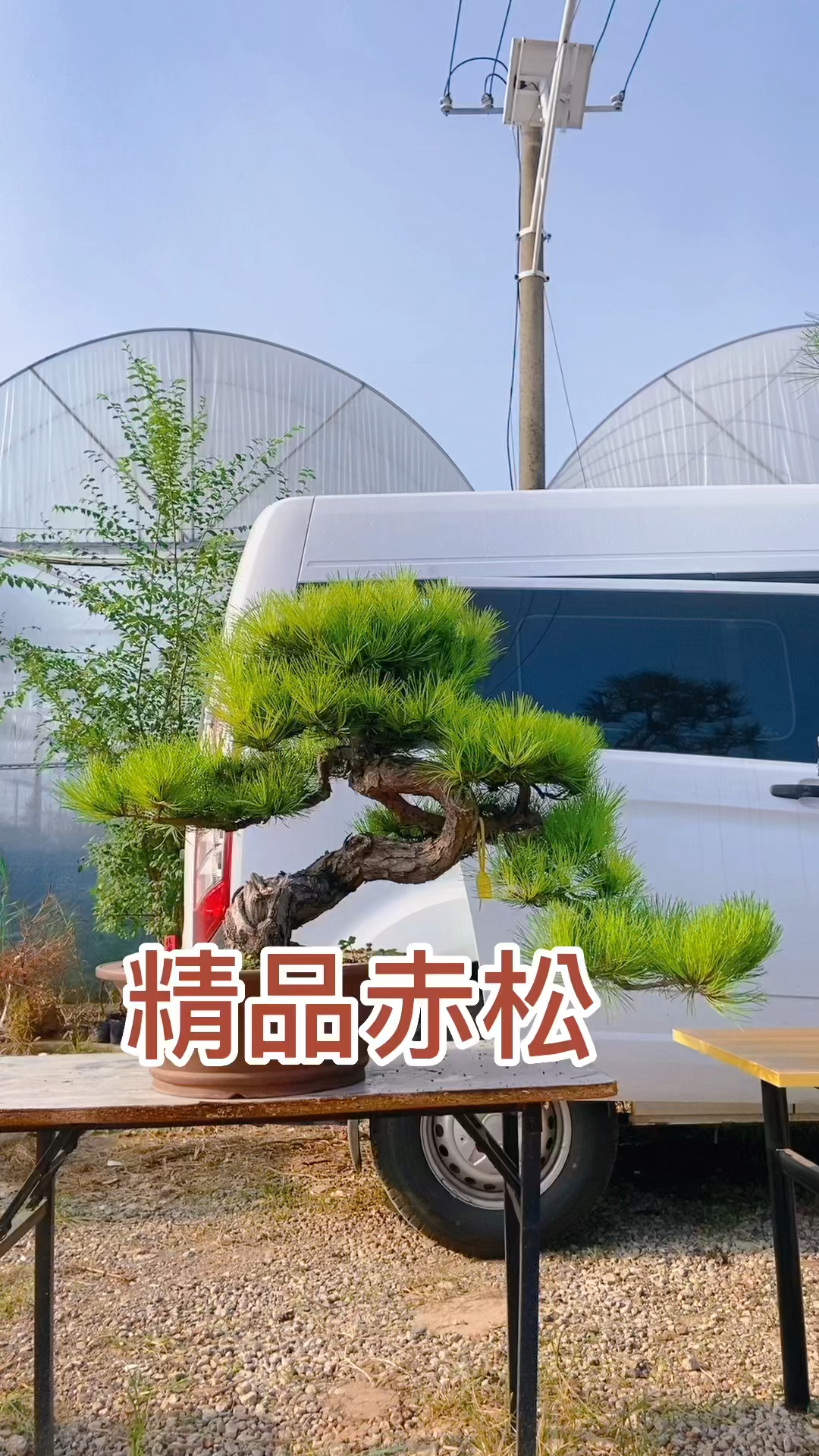 精品赤松盆景 整个树型走势非常优美 耐寒适合东北方养护 庭院别墅摆放喜欢的关注一下