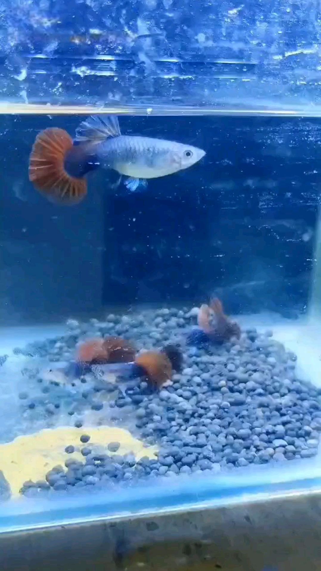 折扇孔雀鱼