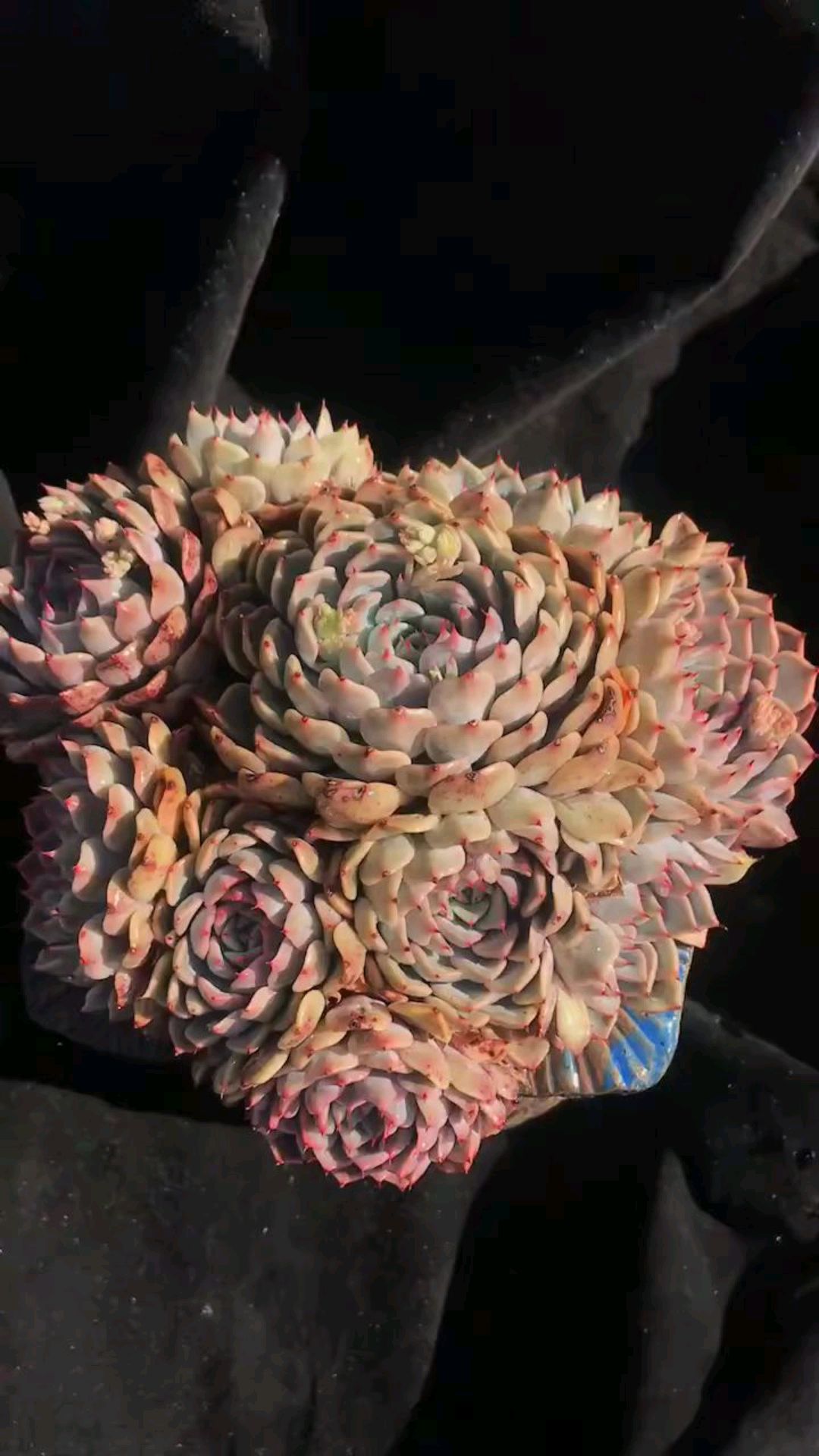 巨大粉爪,密集型莲座