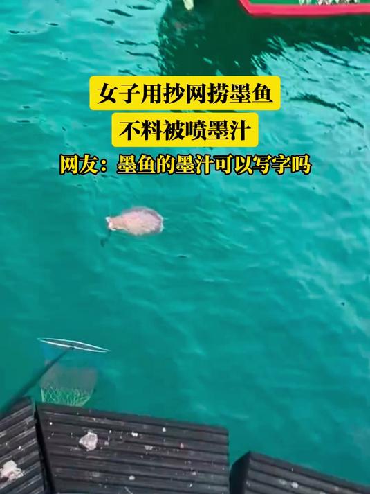 女子用抄网捞墨鱼，不料被喷墨汁