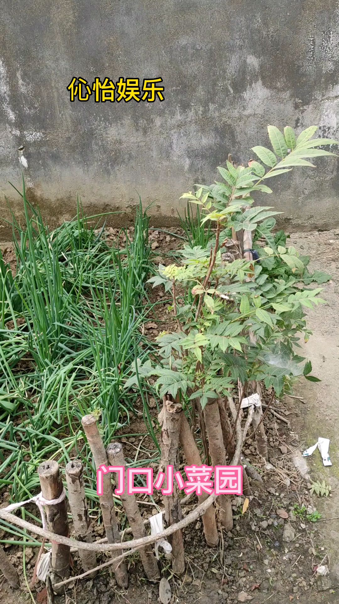 门前拾块地,种点小菜!在农村生活惯了,到哪都不忘种菜