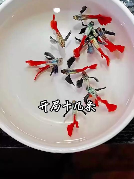 这孔雀鱼绝了！游起来仙气飘飘，鱼缸瞬间变梦幻水族馆！