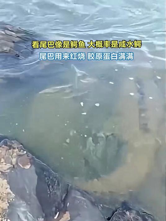 看尾巴像是鳄鱼,大概率是咸水鳄 尾巴用来红烧,胶原蛋白满满