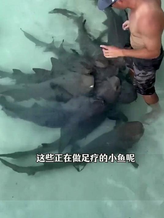 护士鲨，小型鲨鱼 #动物科普 #鲨鱼