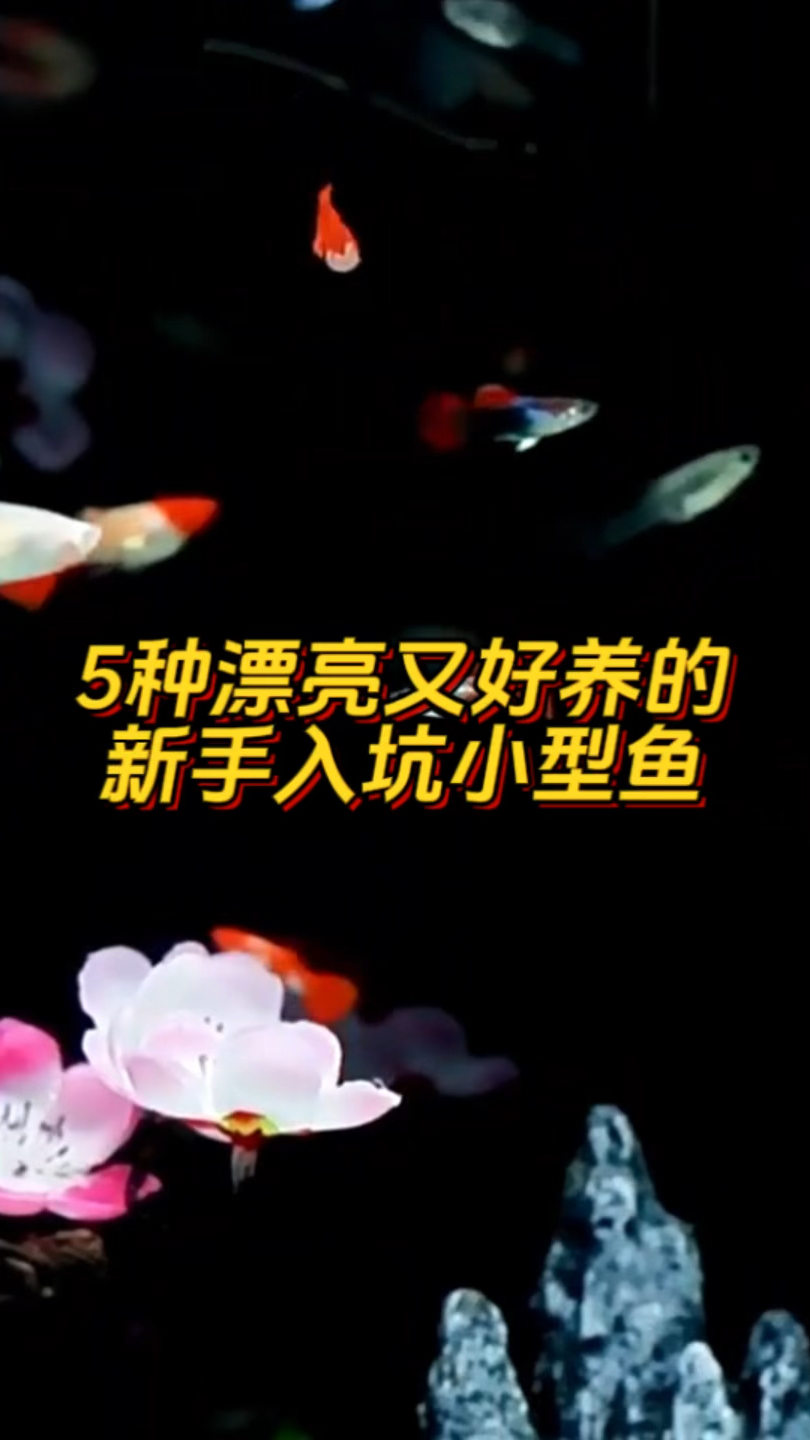 新手不知道养什么鱼?看过来,给你盘点五种漂亮又好看的淡水小型鱼,看看你喜欢哪一种