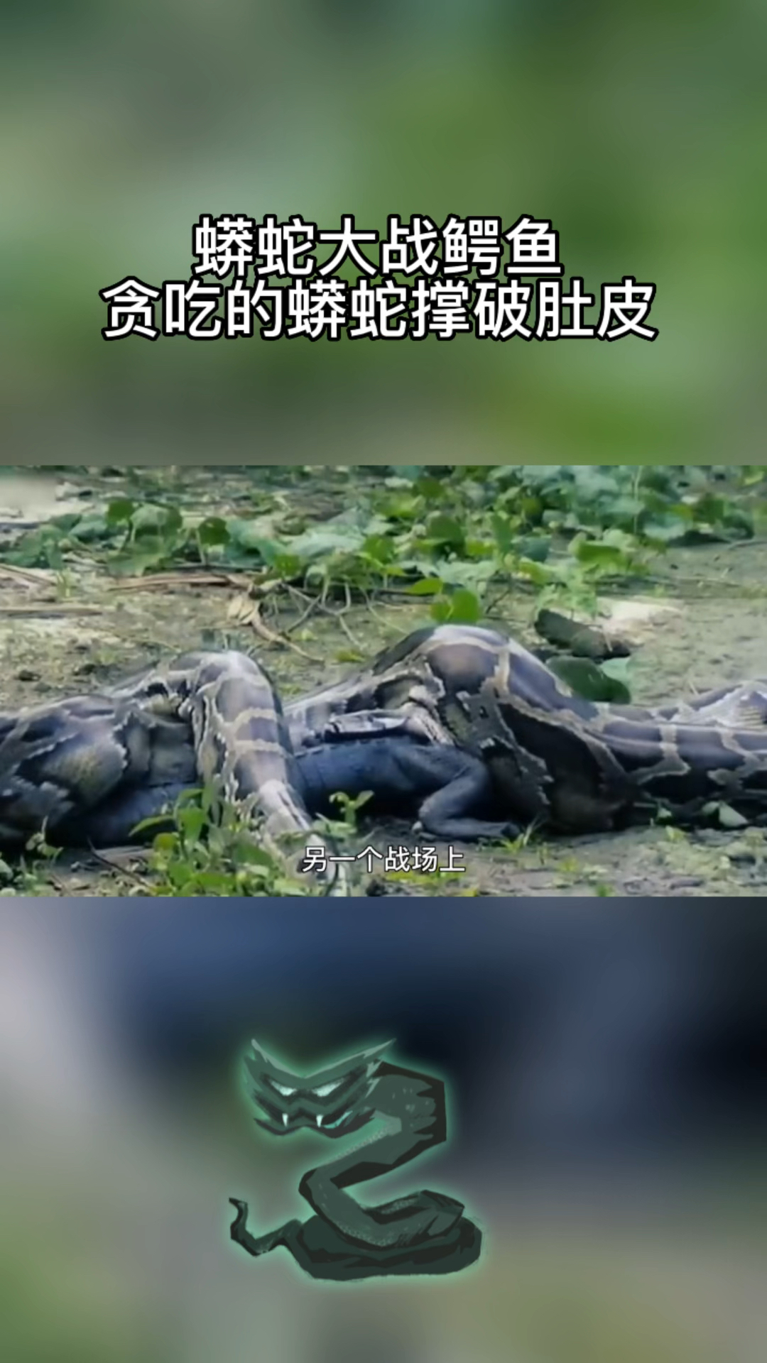蟒蛇大战鳄鱼,贪吃的蟒蛇撑破肚皮,结局震惊了。