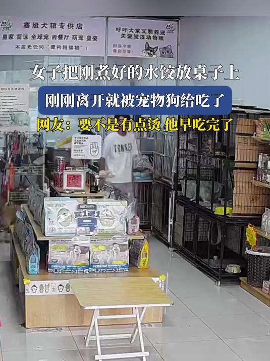 女子把刚煮好的水饺放桌子上,刚刚离开就被宠物狗给吃了,网友:要不是有点烫他早吃完了
