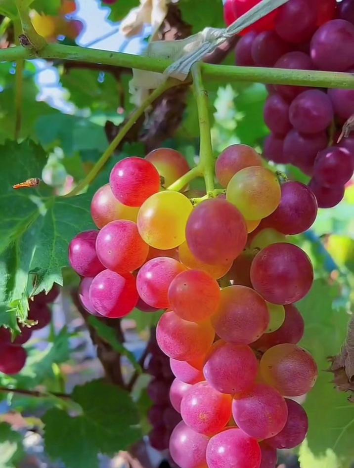 葡萄的营养价值和功效