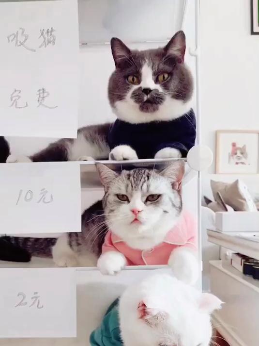你们要的三只竖屏壁纸啊