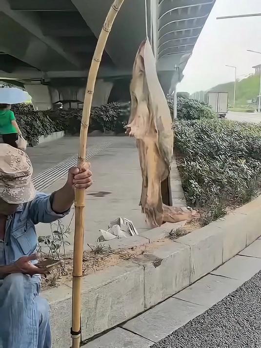 抓到这个能卖多少钱?
