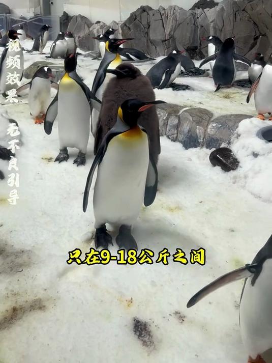 你有没有见过22斤重的王企鹅幼崽吗，体重比它爸妈加起来还要重