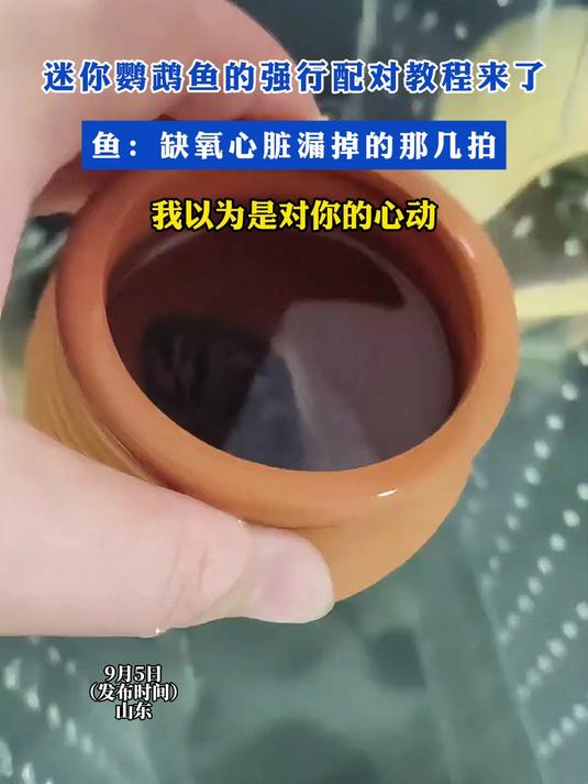 迷你鹦鹉鱼的强行配对教程来了!鱼:缺氧心脏漏掉的那几拍
