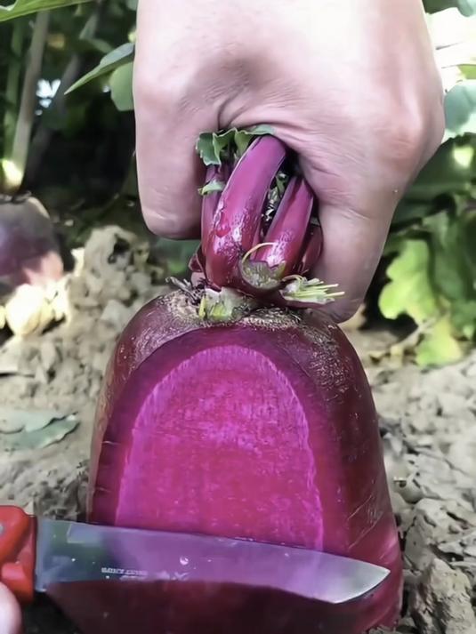 红皮红心的甜菜根,既能凉拌生吃又能榨汁,解锁健康新吃法!