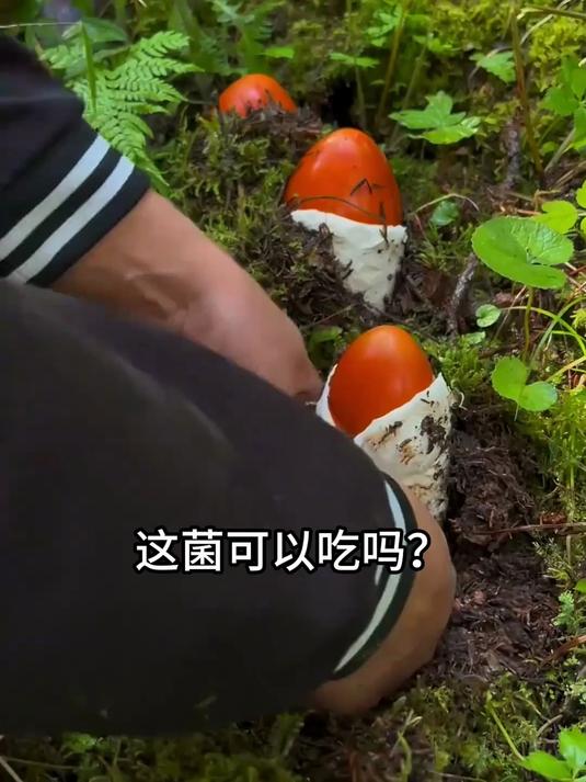 带你认识22种可食用野生“菌”，你都认识几种？