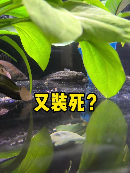 我的小黑鱼竟然在鱼缸里躺板板了?#黑鱼##鳜鱼##鲈鱼#