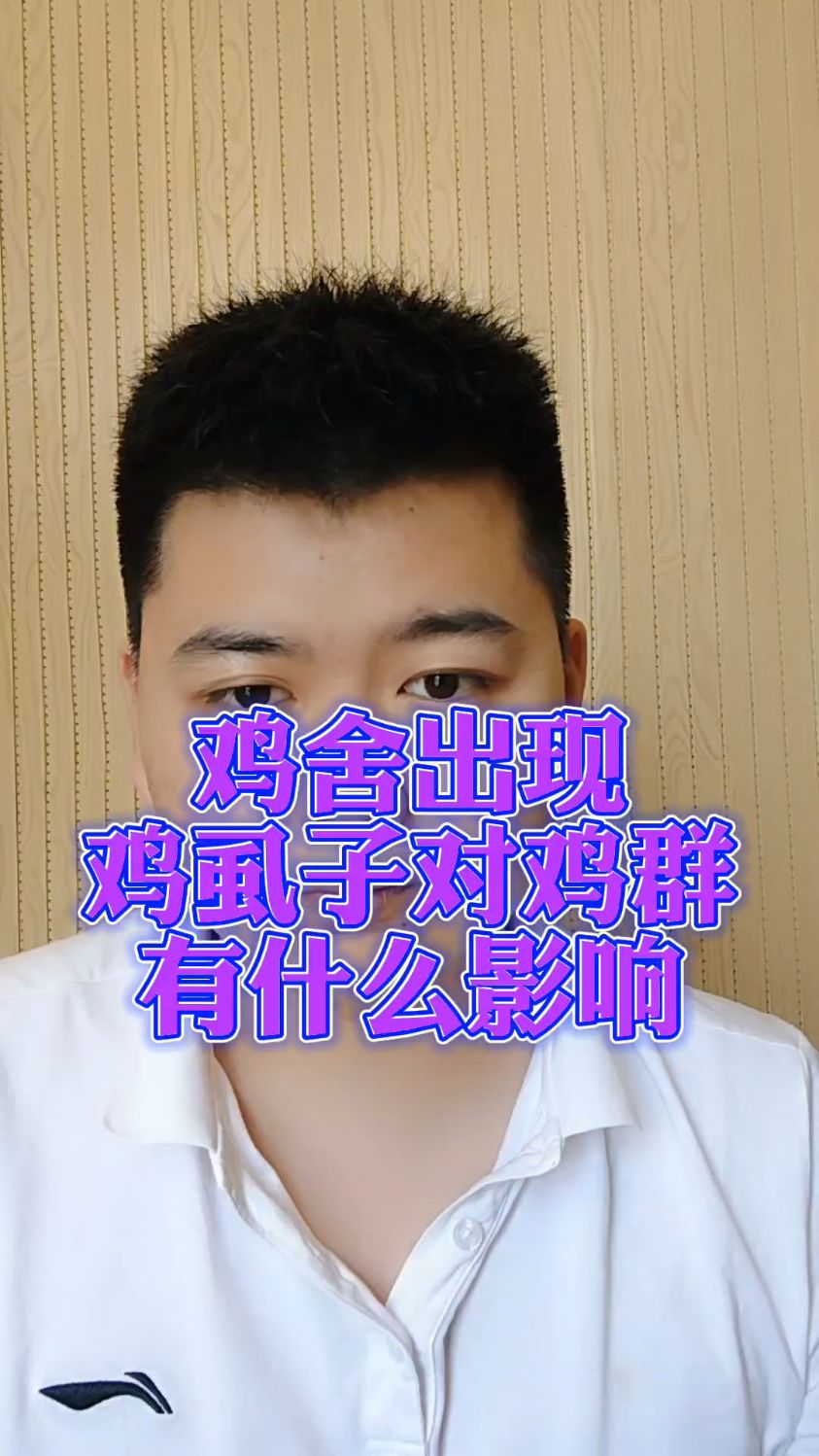 #鸡身上有虱子怎么办鸡上长虱子怎样消灭鸡身上有很小的虫子是什么蛋鸡虱子怎么灭
