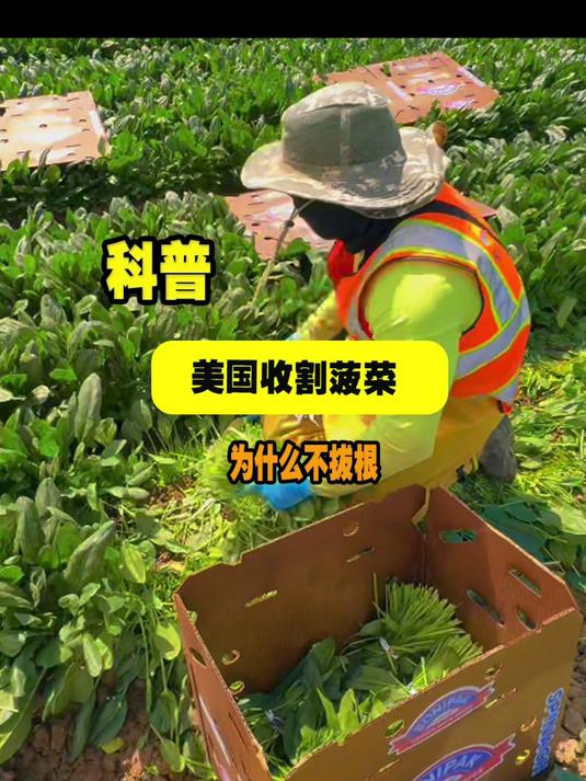 工人拿着小刀，对着鲜嫩的菠菜茎轻轻一割，随后捆上绳子打包