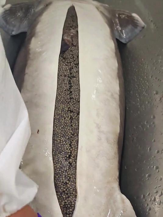 分享科普14种顶级食材，全吃过的都是顶尖大佬！