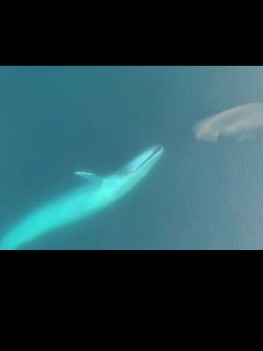 南极磷虾:富含重要营养物质,有助于提高记忆力,让思维更加清晰