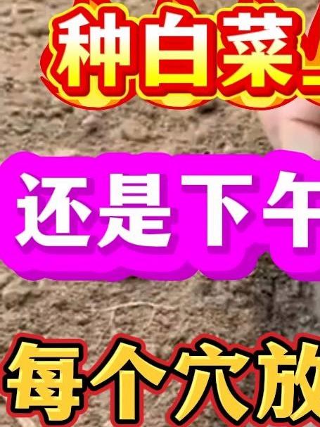 种白菜上午播种好还是下午播种出苗快