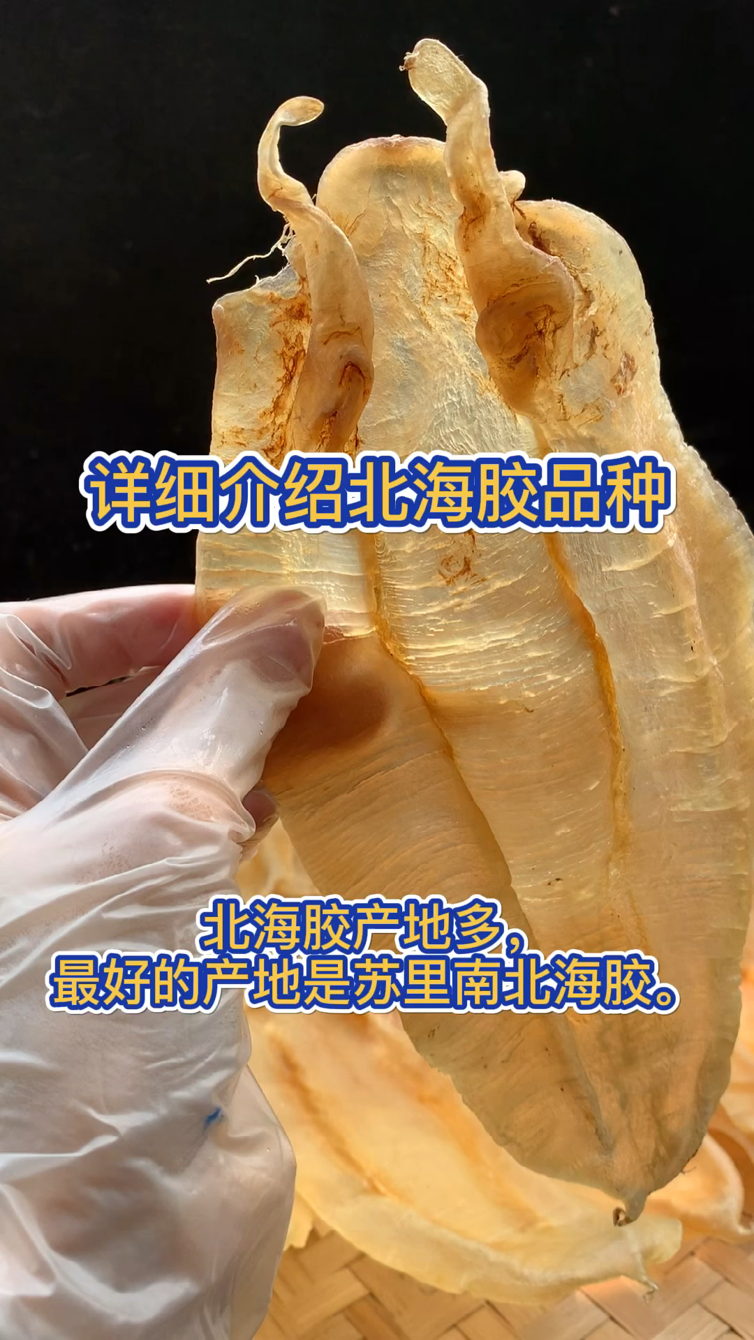 详细介绍北海胶品种,让你更透彻了解北海胶,避免踩雷哦!