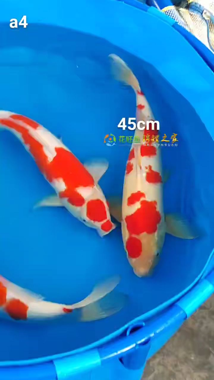 45公分碎花红白锦鲤精品,锦鲤鱼池配鱼配鱼
