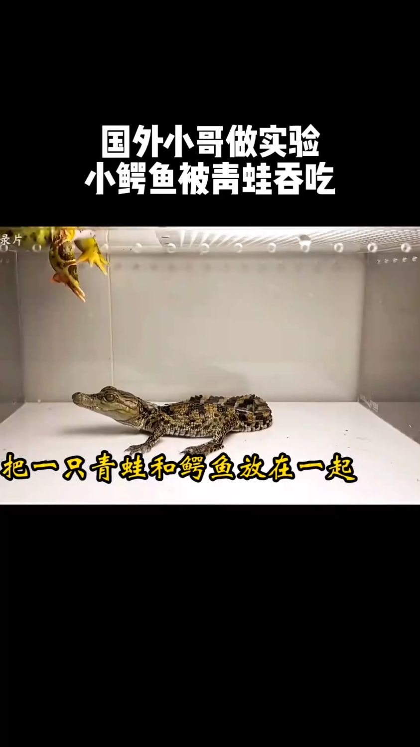 国外小哥做实验,小鳄鱼被青蛙吞吃。
