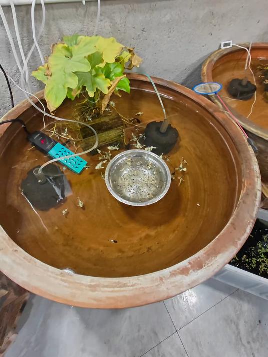繁殖出来的鱼苗快要没地方养了