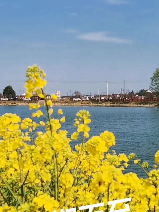 2025年汉中油菜花海旅游文化节快到了,感受人间天堂的魅力