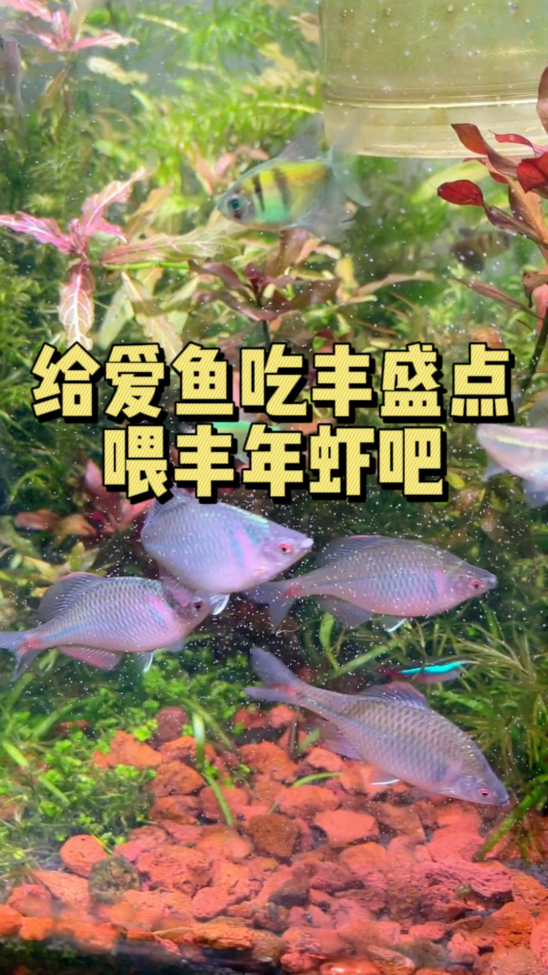 想给你的爱鱼吃丰盛点吗?喂丰年虾吧。#水族#丰年虾 #养鱼日记